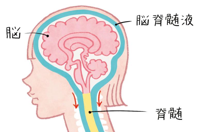 体液の親分「脳脊髄液」の流れを良くすれば、健康になる!
