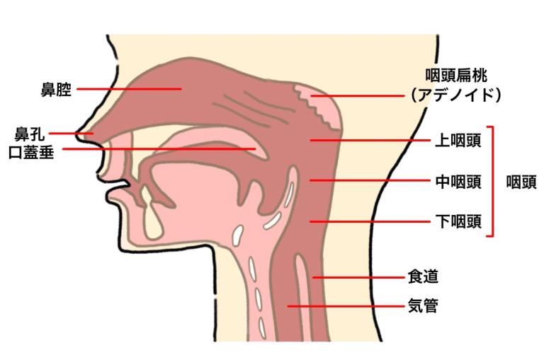 その不調「慢性上咽頭炎」が原因かも!?